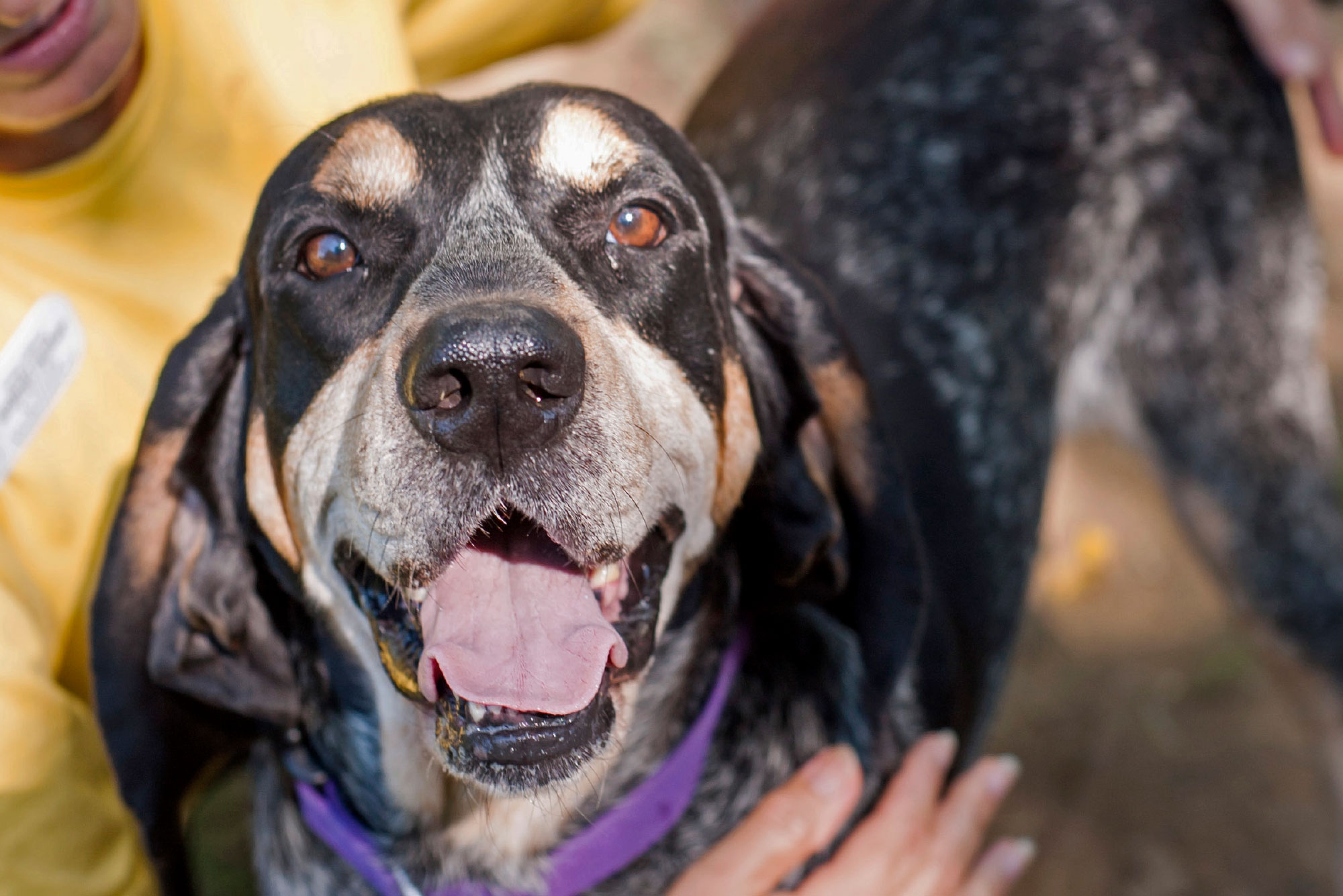 Photo of a hound dog in a purple collar.