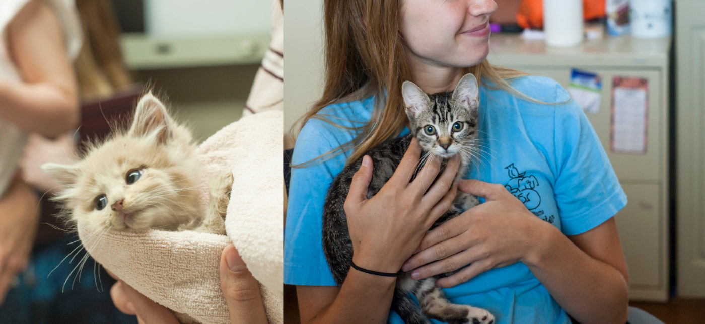 A young girl holds a gray tabby kitten to her chest.