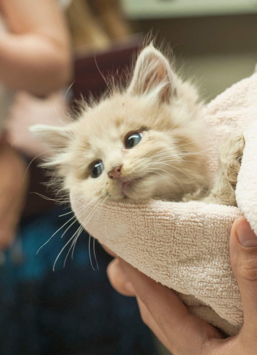 Hands hold a kitten wrapped in a towel.
