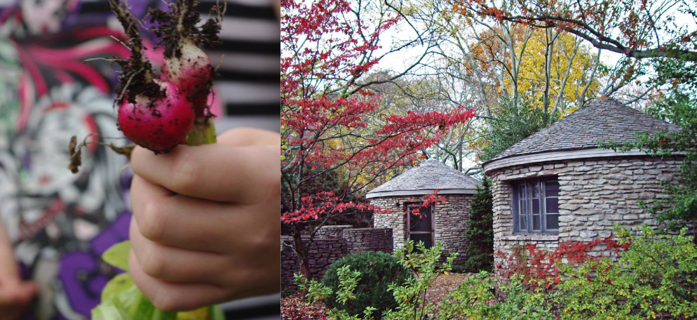 Left: A young hand holds radishes freshly dug up from the ground. Right: A photo shows the stone buildings at the arboretum surrounded by trees and bushes.
