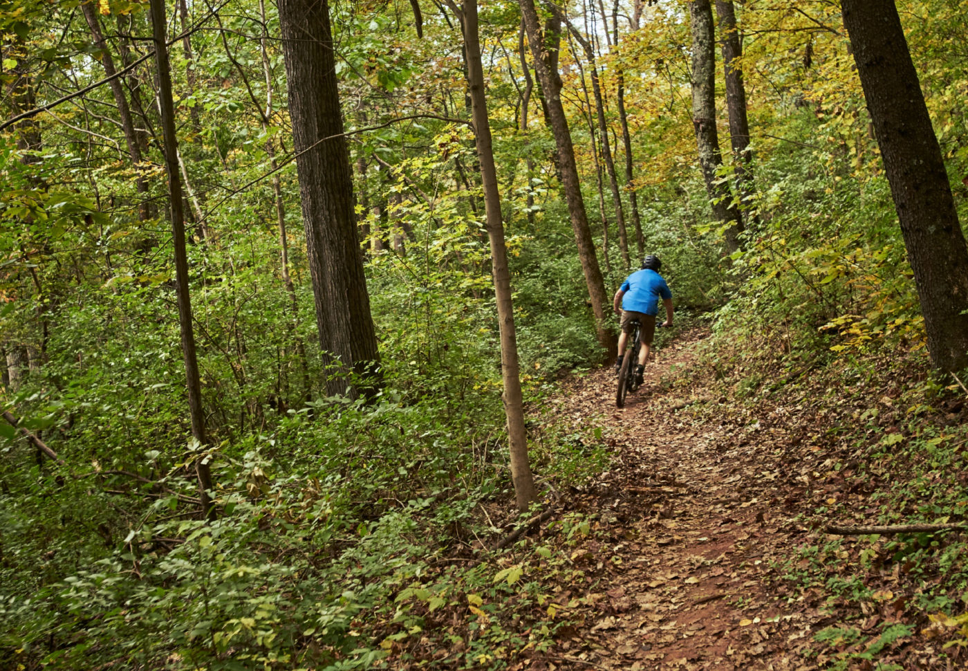 A man in blue shirt rides a mountain bike down a wooded path.