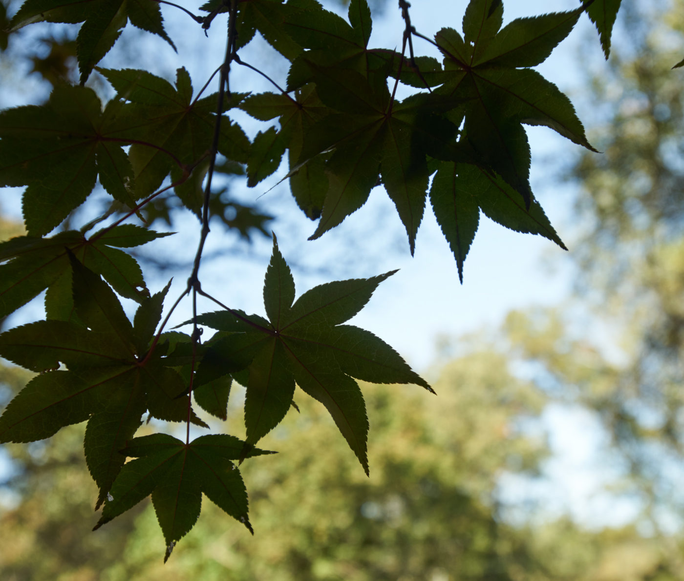 A close-up view through buckeye leaves towards the treeline.