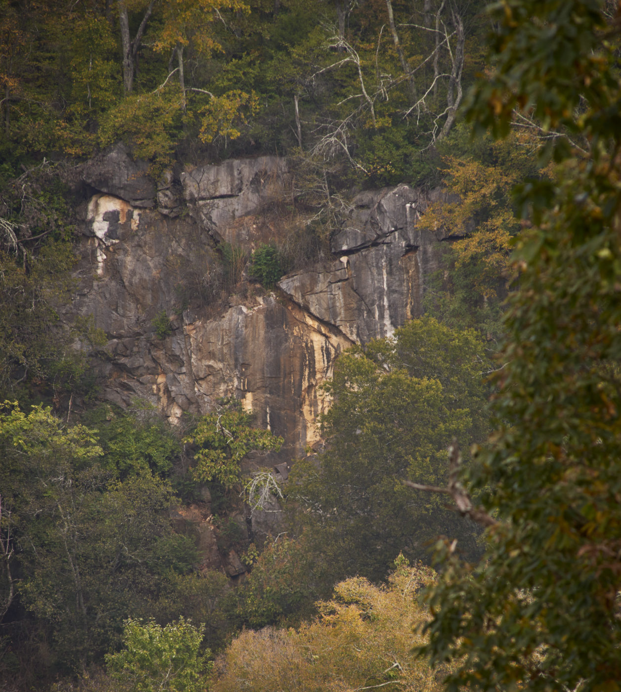 A view looking through trees towards a sheer rock wall.