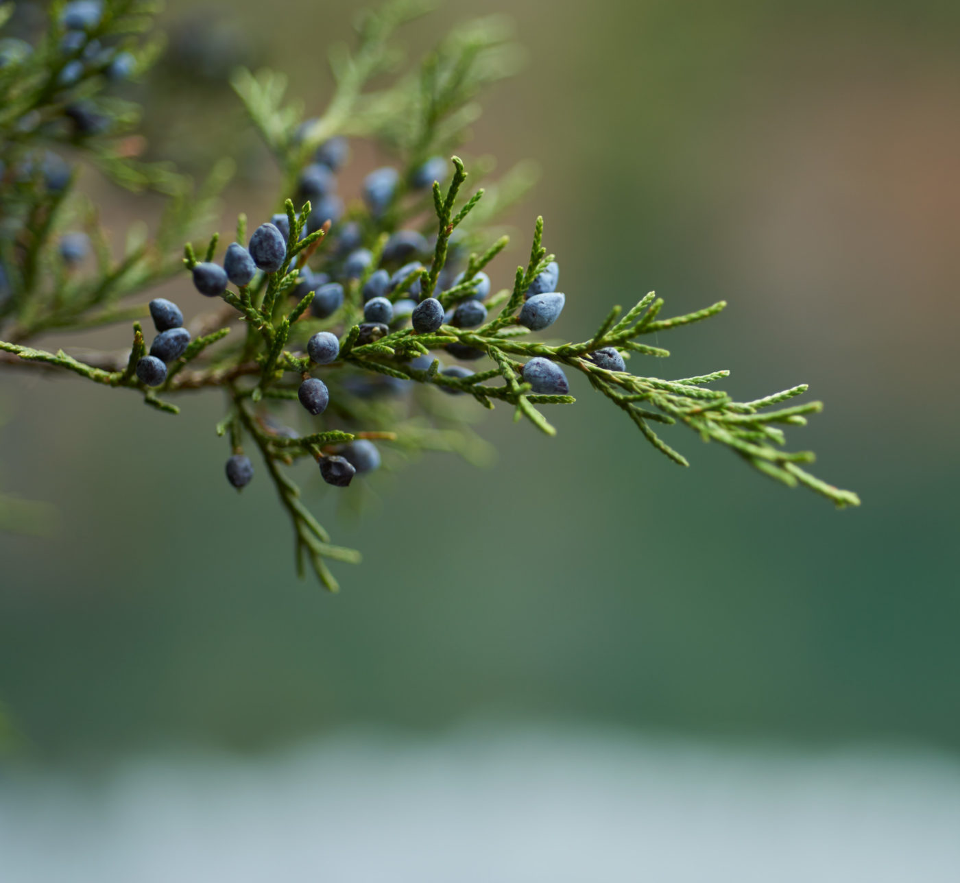 A macro photograph of a red cedar's berries.