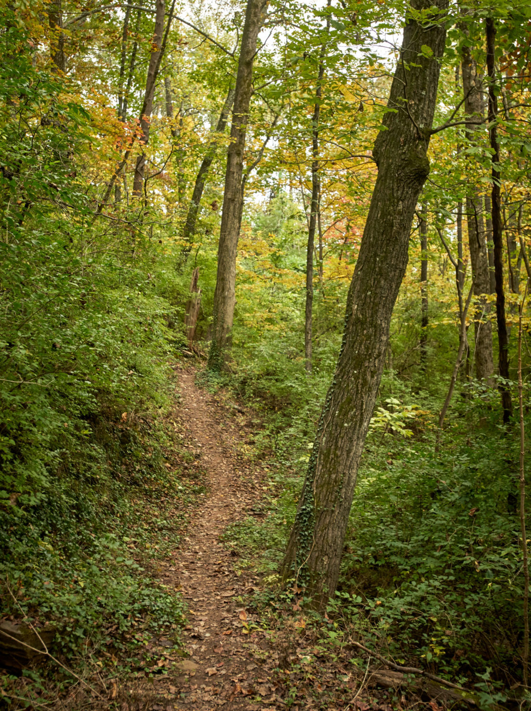 A view of a trail through the woods at the quarry.