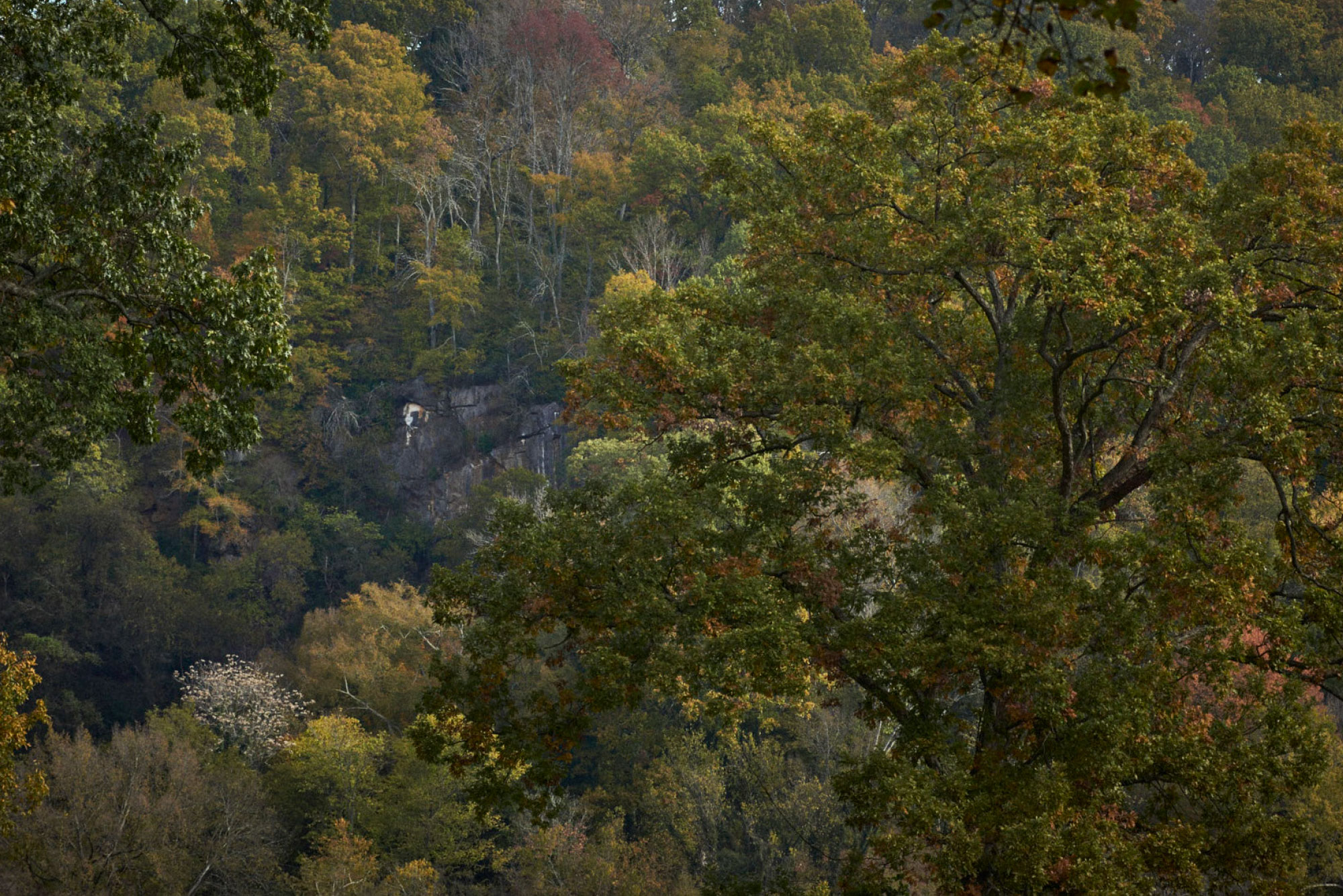 A view through dense trees towards a sheer rock wall.