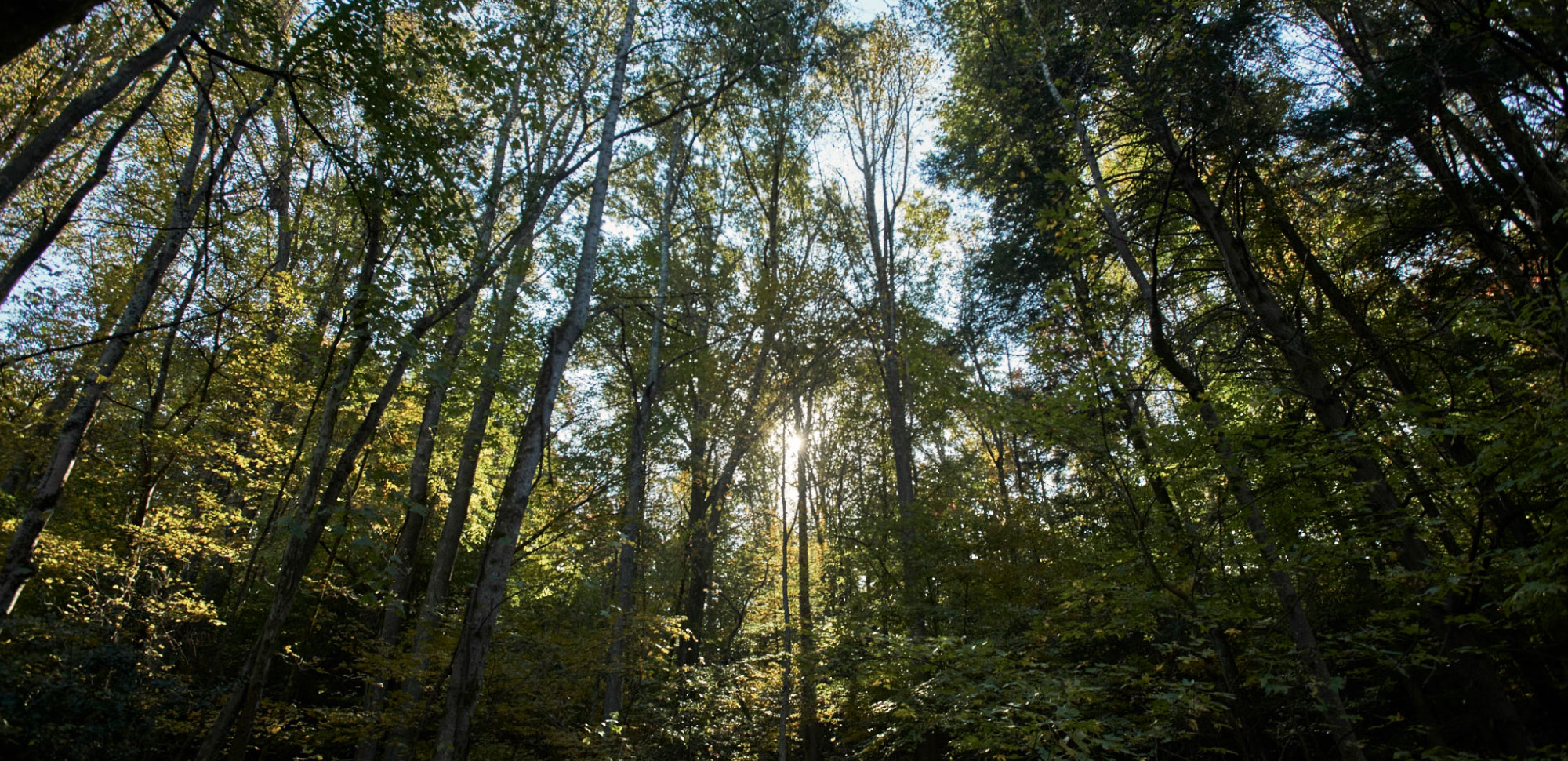 A view looking upwards through the trees, towards the blue sky.