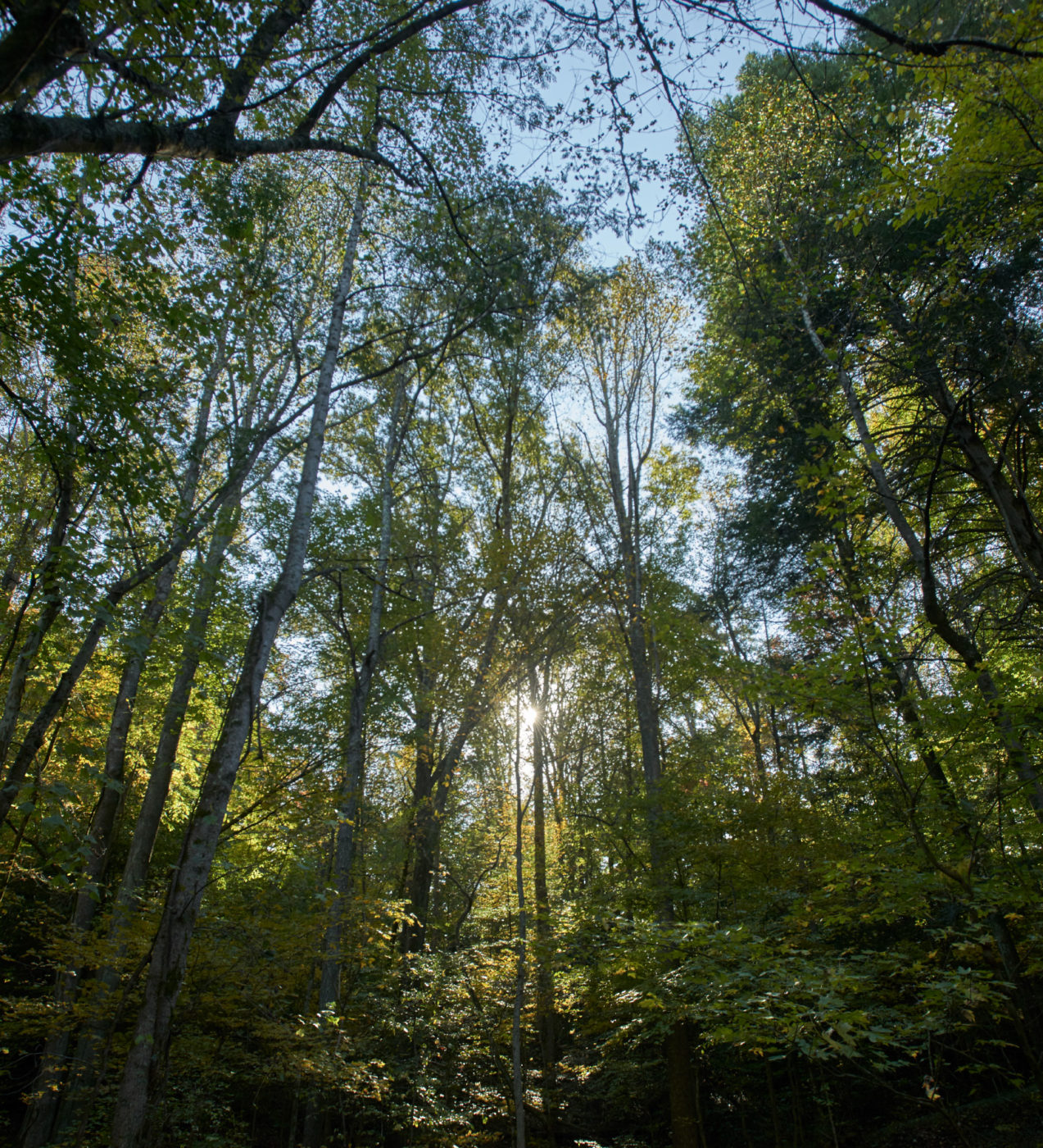 A view looking upwards through the trees, towards the blue sky.