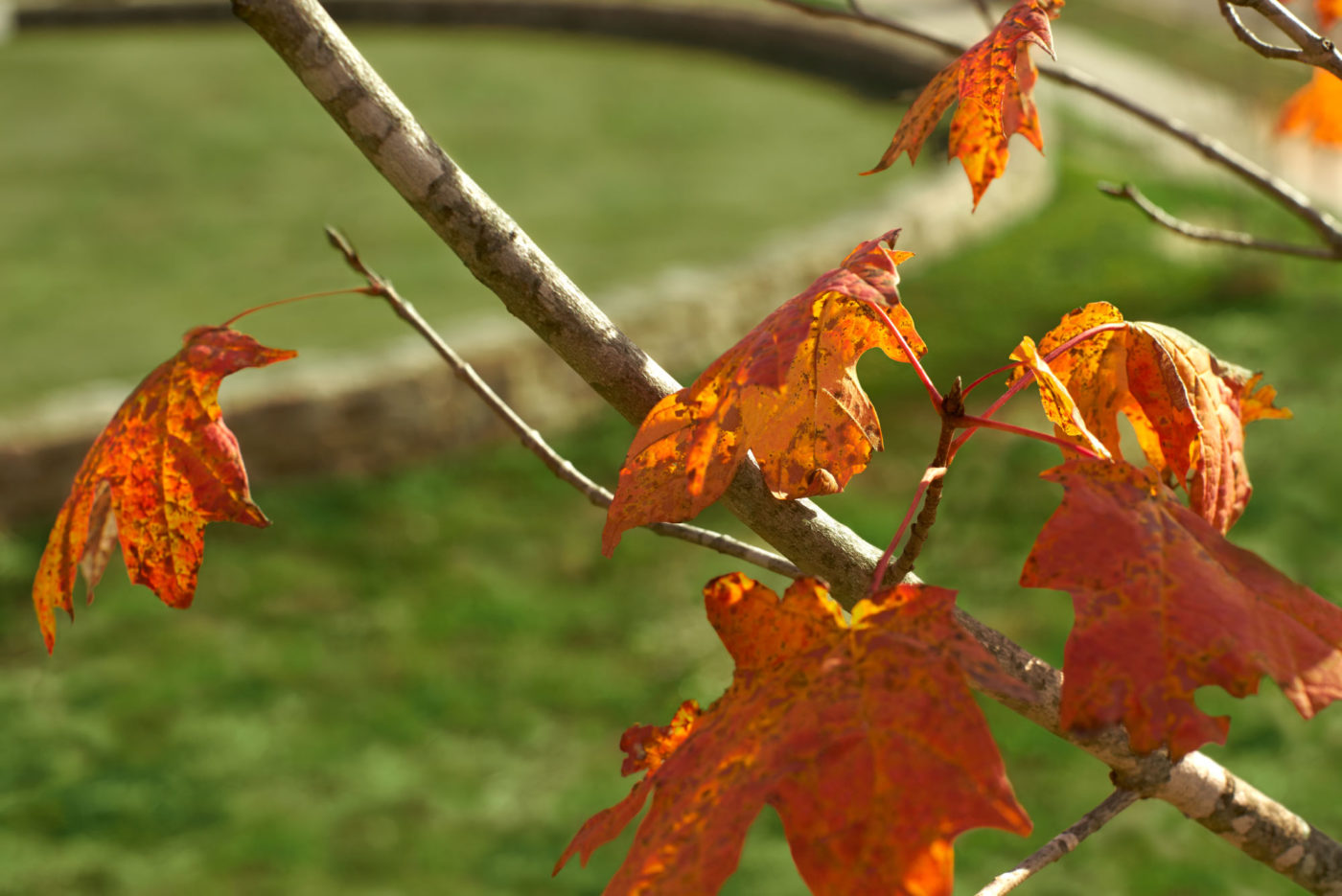 A detail photo of red maple leaves overlooking the stone wall.