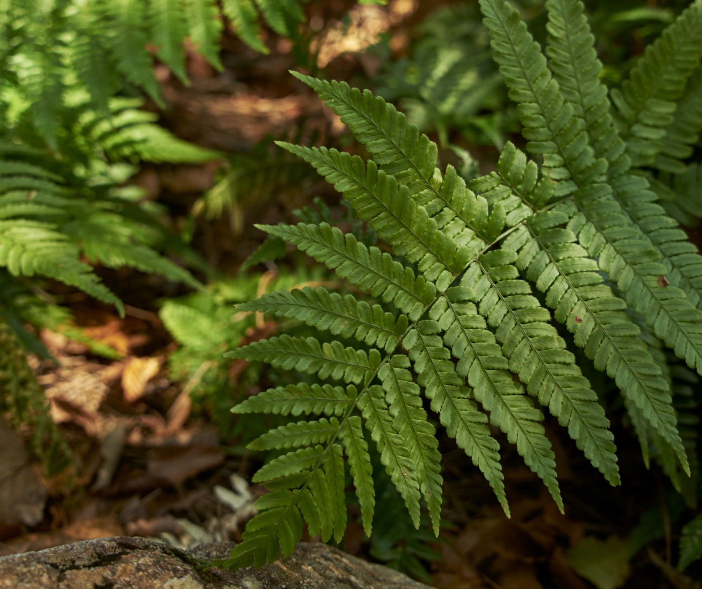 A detail photo of green ferns in the woods.