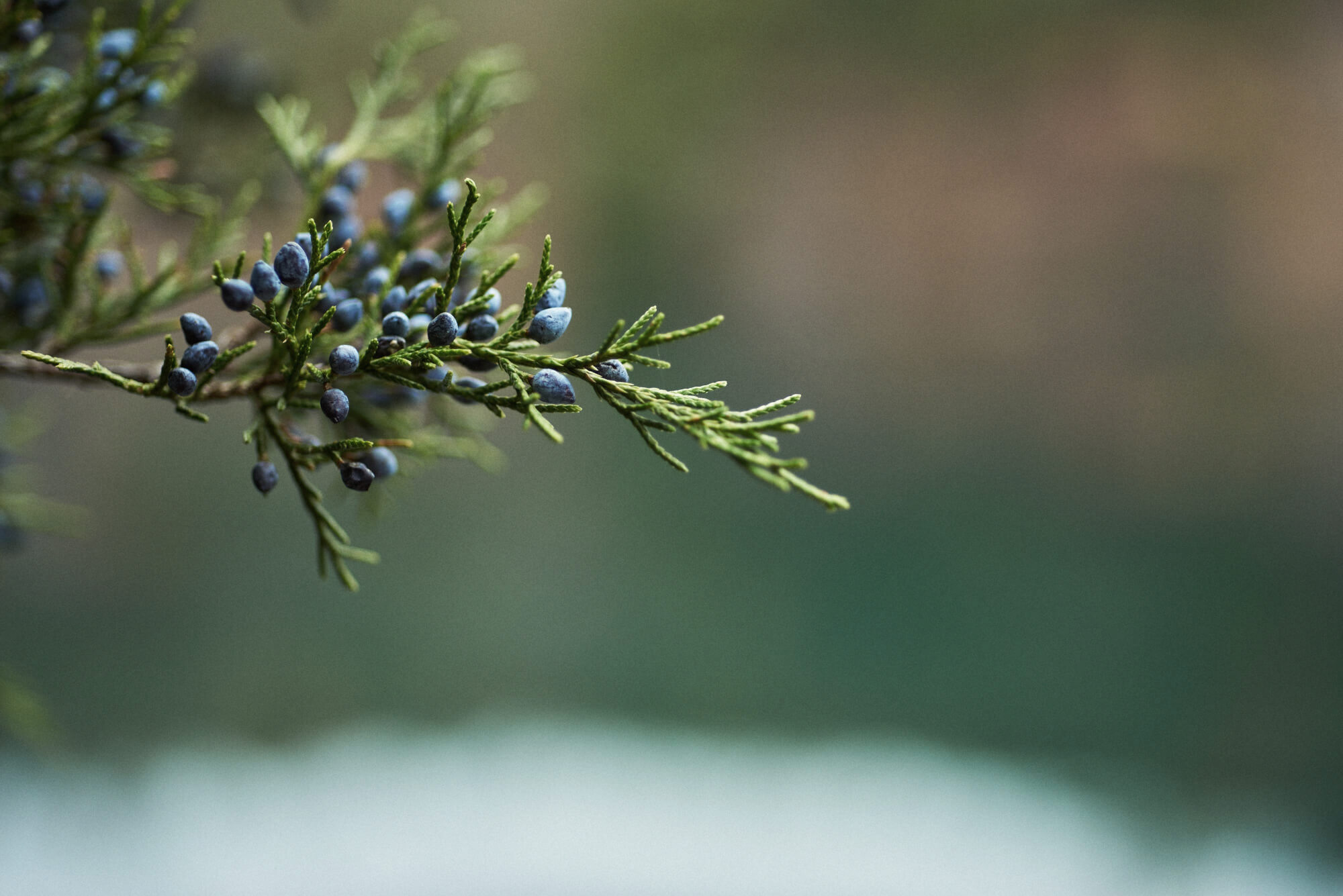 A macro photograph of a red cedar's berries.