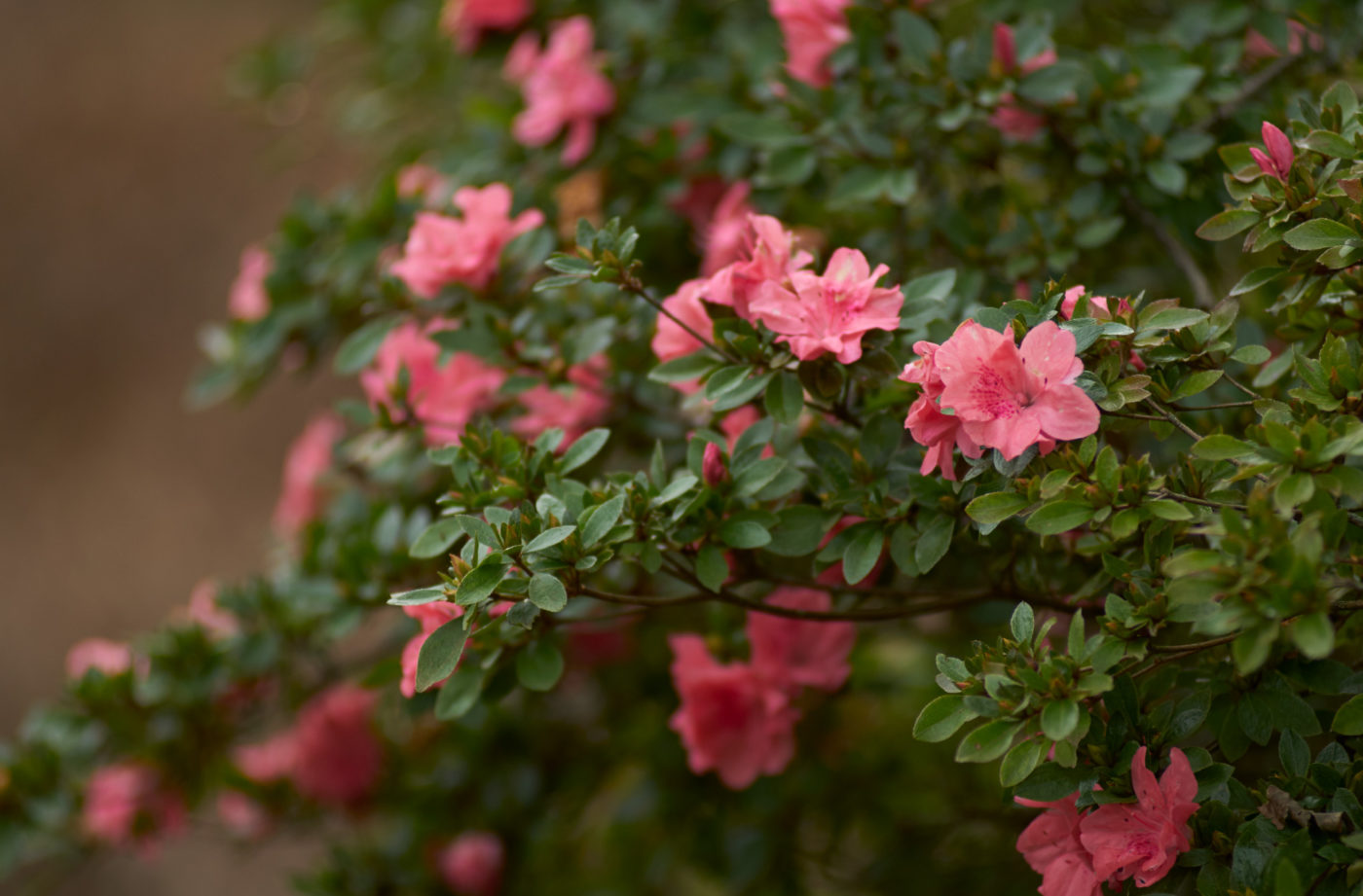 A detail photo of pink azaleas blooming.