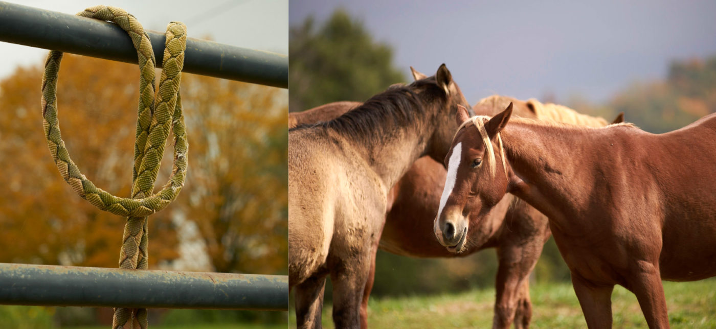 On the right: a rope is tied around a horse gate. On the left: Three chestnut-colored horses nuzzle each other.