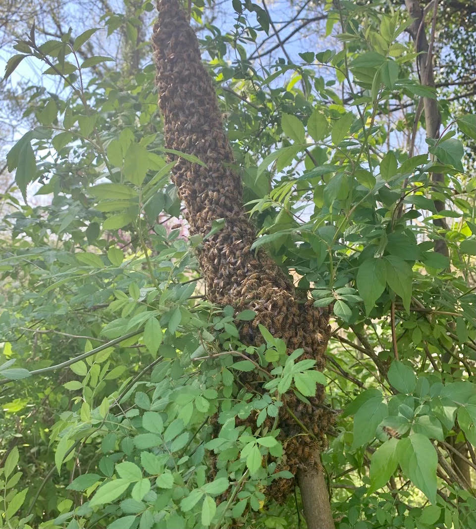 A bee colony swarms a tree trunk.